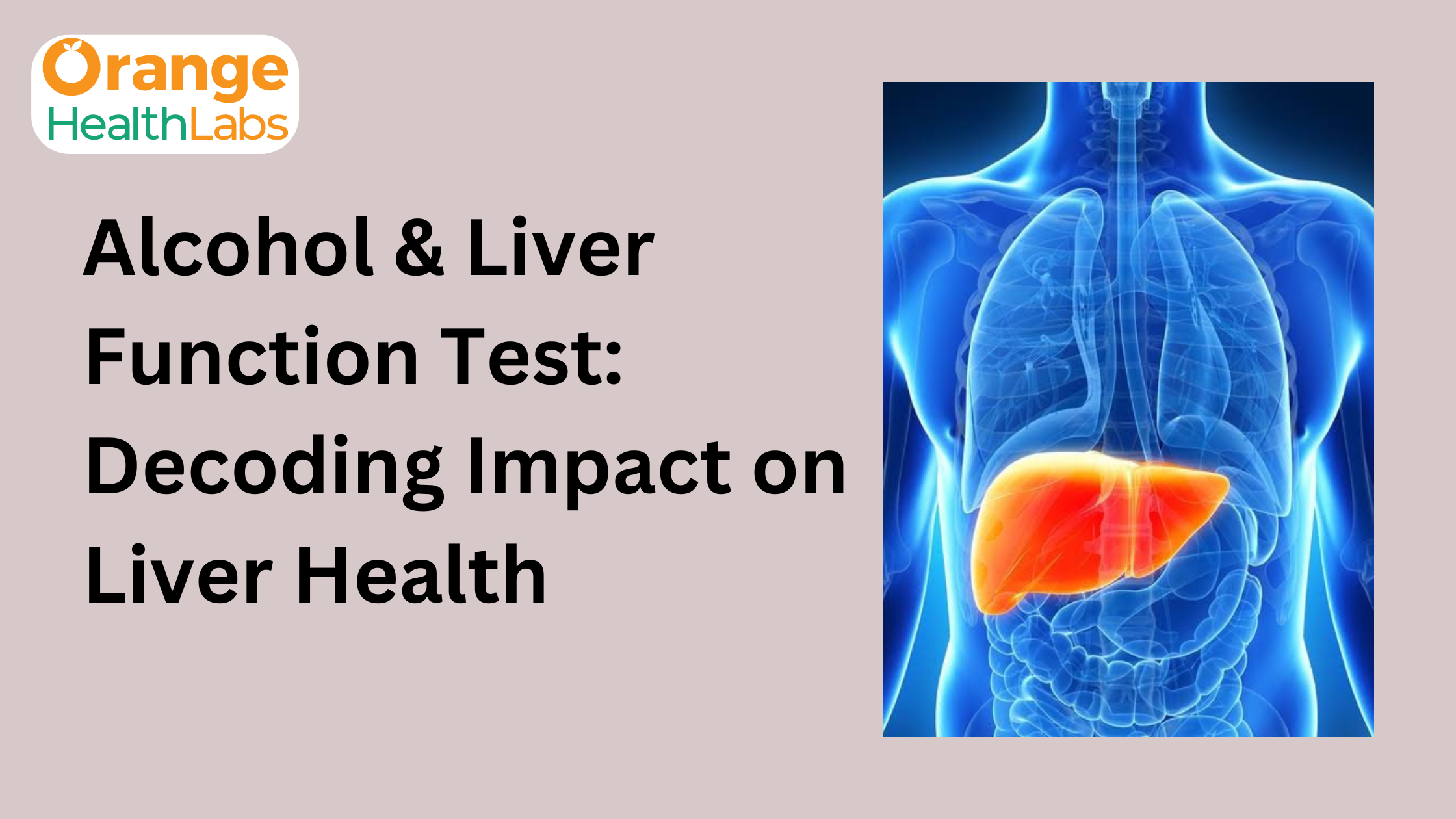 Impact of Alcohol on Liver Function Tests: What You Should Know