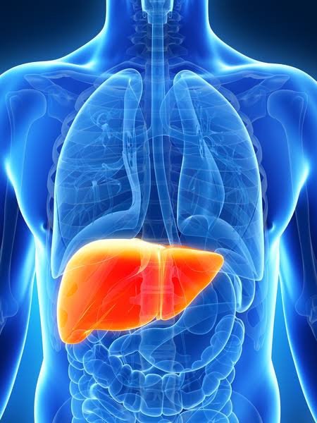 Impact of Alcohol on Liver Function Tests: What You Should Know